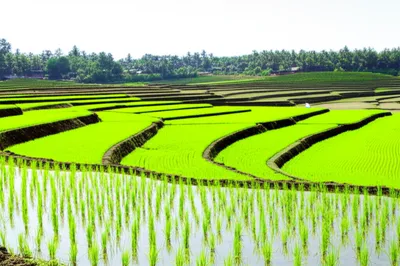 Illustration paddies - Image 1