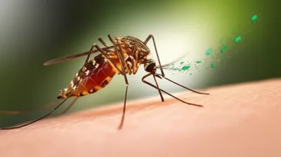 Illustration vectors - Image 1