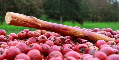 Illustration crabstick - Image 1