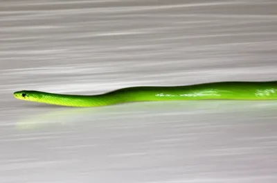 Illustration slicker - Image 1