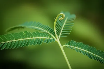 Illustration midrib - Image 1