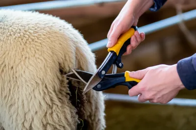 Illustration tagger - Image 1