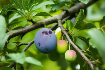 Illustration plum - Image 1