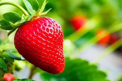 Illustration fresher