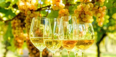 Illustration chardonnays - Image 1