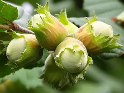 Illustration hazel - Image 1