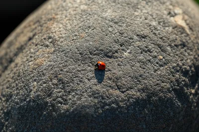 Illustration lesser - Image 1