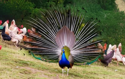 Illustration vaunting