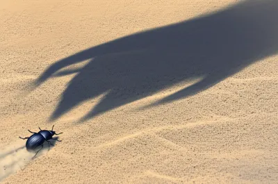 Illustration beetled