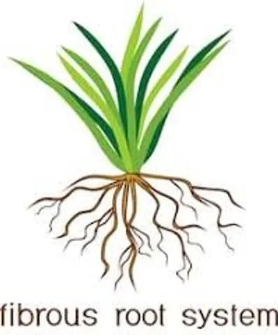 Illustration fibrous - Image 2