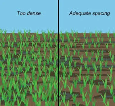 Illustration densely - Image 2