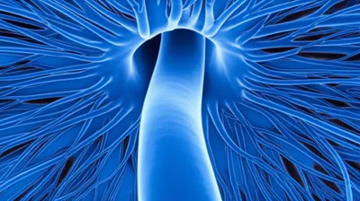 Illustration sinus - Image 1