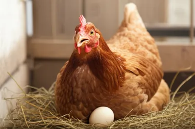 Illustration cackles