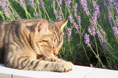 Illustration sedates - Image 1