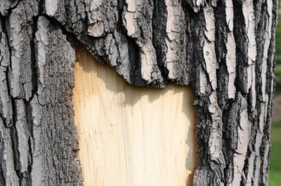 Illustration bark - Image 1