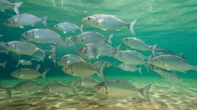 Illustration whitefishes