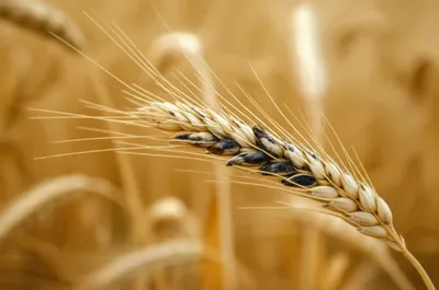 Illustration bunt - Image 1