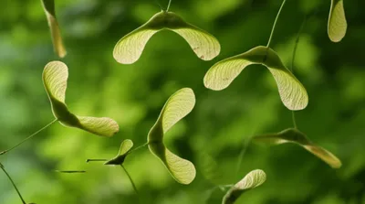 Illustration samaras - Image 1