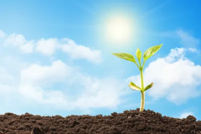 Illustration risen - Image 1