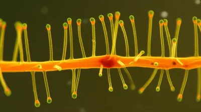 Illustration stolons - Image 1