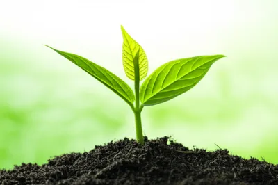 Illustration expansion - Image 1