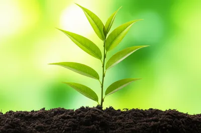 Illustration lard - Image 1