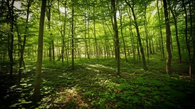 Illustration groves - Image 1