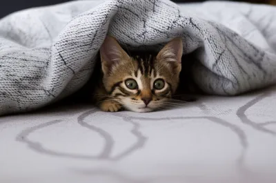 Illustration underneath - Image 1