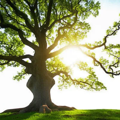 Illustration tall - Image 1