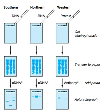 Illustration blot - Image 2