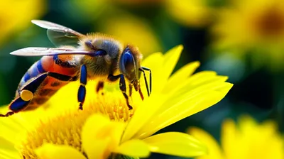 Illustration sweetest