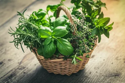 Illustration herby - Image 1