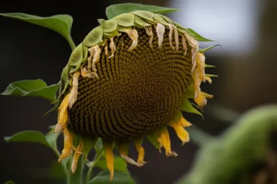 Illustration drooping - Image 1