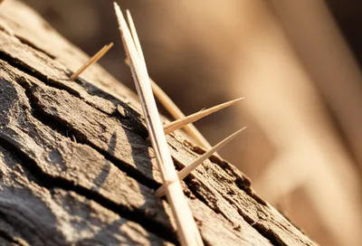 Illustration slivers - Image 1