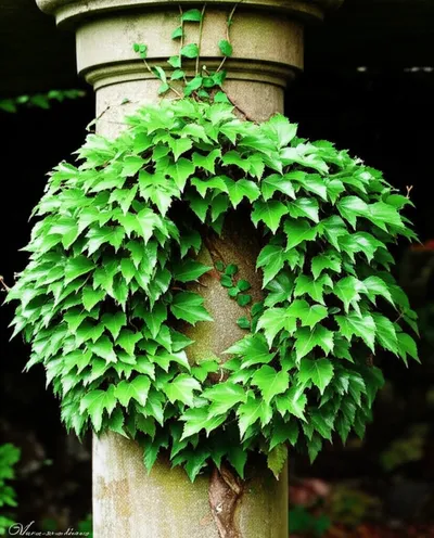 Illustration wreathing - Image 2