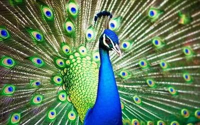 Illustration bridle - Image 1