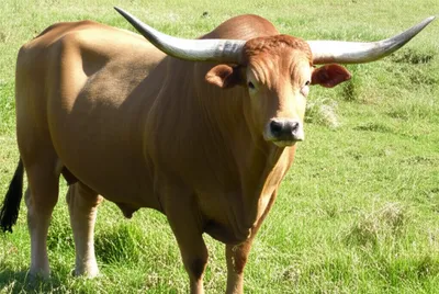 Illustration ox - Image 1