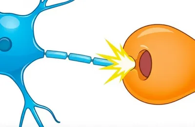 Illustration synapsis - Image 1