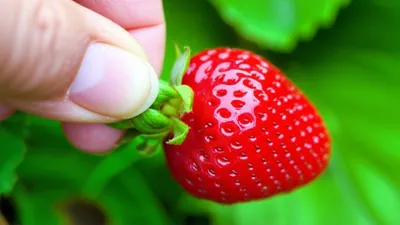 Hình ảnh minh họa stemmed