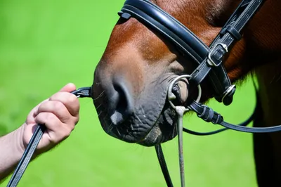 Illustration snaffled