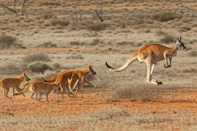 Illustration kangaroos - Image 1