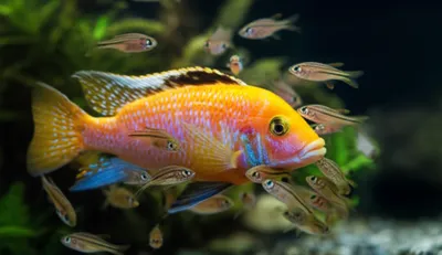 Illustration glances - Image 1