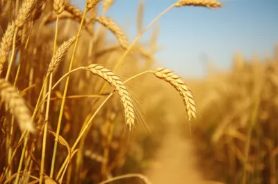 Illustration grain - Image 1