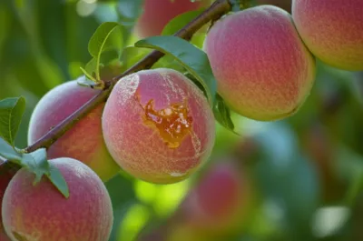 Illustration gumming - Image 1