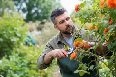 Illustration trim - Image 1