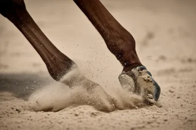 Illustration clop - Image 1