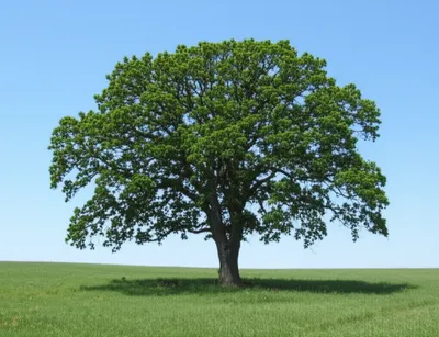 Illustration standard - Image 1