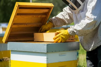 Illustration eke - Image 1