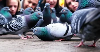 Illustration pigeons - Image 1