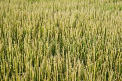 Illustration stub - Image 1